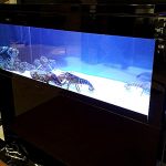 aqvarium dlia lobsterov